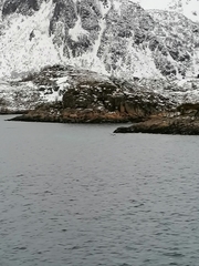 Haliaeetus