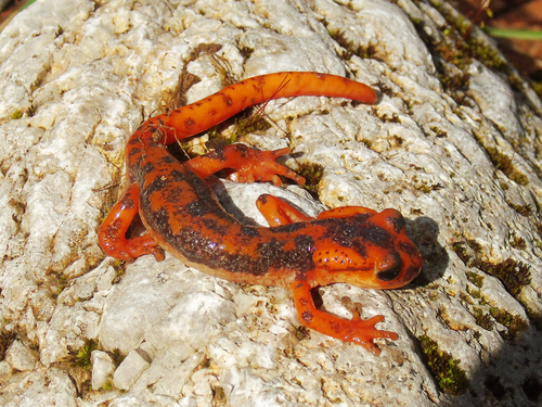 Lycian salamander, Lyciasalamandra fazilae