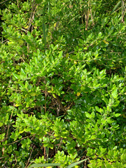 Coprosma petiolata