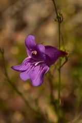 Penstemon venustus
