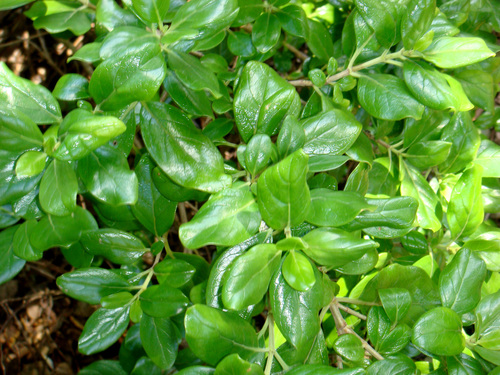 Coprosma petiolata, photograph 2