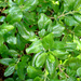 Coprosma petiolata - Photo no rights reserved, uploaded by Peter de Lange