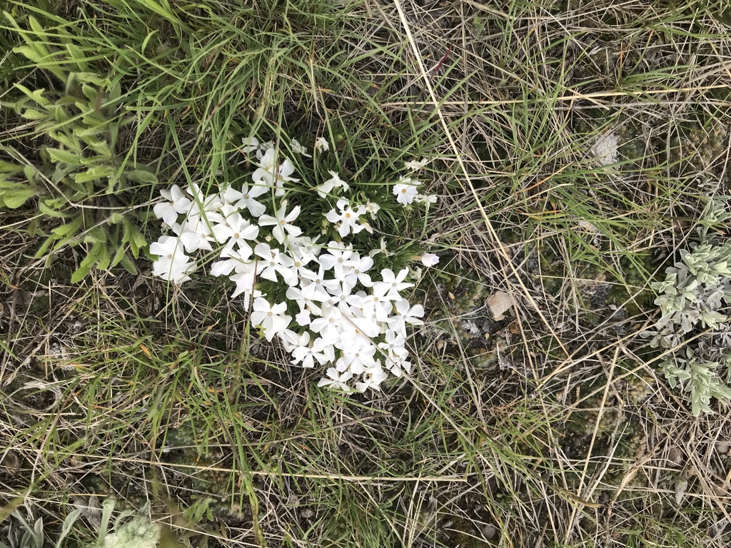 Missoula Phlox (Phlox missoulensis) · iNaturalist