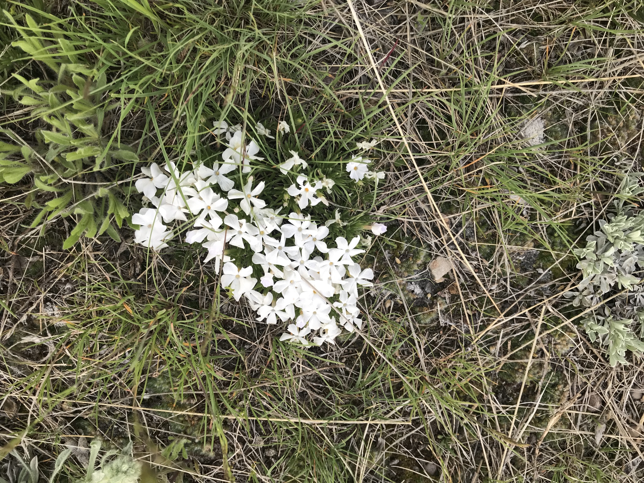 Phlox missoulensis