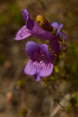 Penstemon venustus