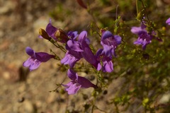 Penstemon venustus