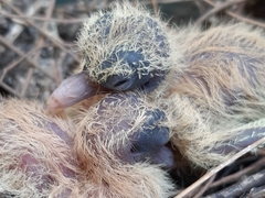 Streptopelia senegalensis