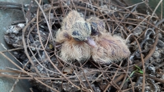 Streptopelia senegalensis