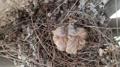 Streptopelia senegalensis