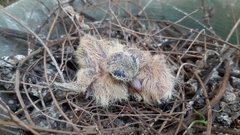 Streptopelia senegalensis