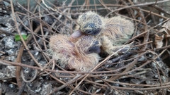 Streptopelia senegalensis