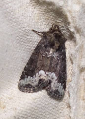 Oligia latruncula