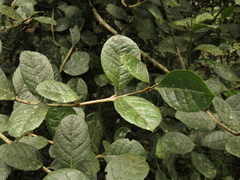Citharexylum sulcatum