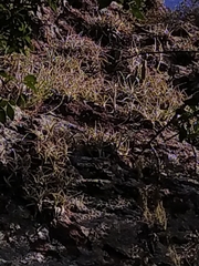 Tillandsia arequitae