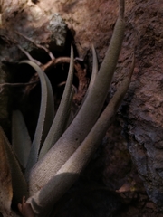 Tillandsia arequitae