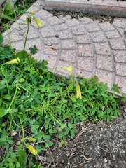 Oxalis pes-caprae