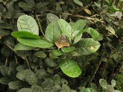 Citharexylum sulcatum