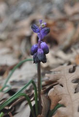 Muscari inconstrictum