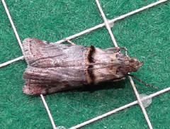 Trachonitis cristella