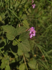 Lantana fucata