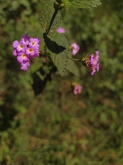 Lantana fucata