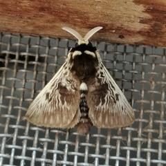 Megalopyge albicollis