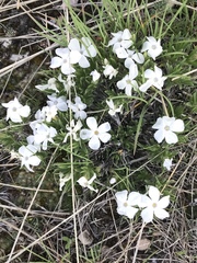 Phlox missoulensis