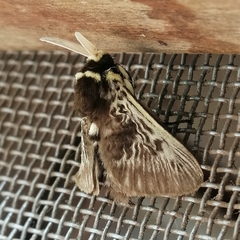Megalopyge albicollis