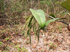 Crypteronia paniculata