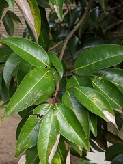 Nephelium ramboutan-ake