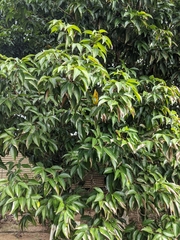 Nephelium ramboutan-ake