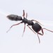 鈍針蟻 - Photo 由 青李 所上傳的 (c) 青李，保留部份權利CC BY