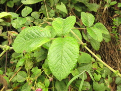 Rubus nubigenus