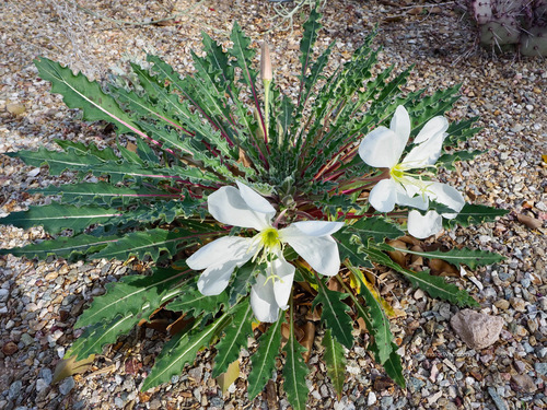 fragrant evening primrose