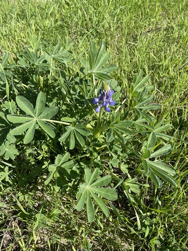 iNaturalist observation photo of arroyo lupine