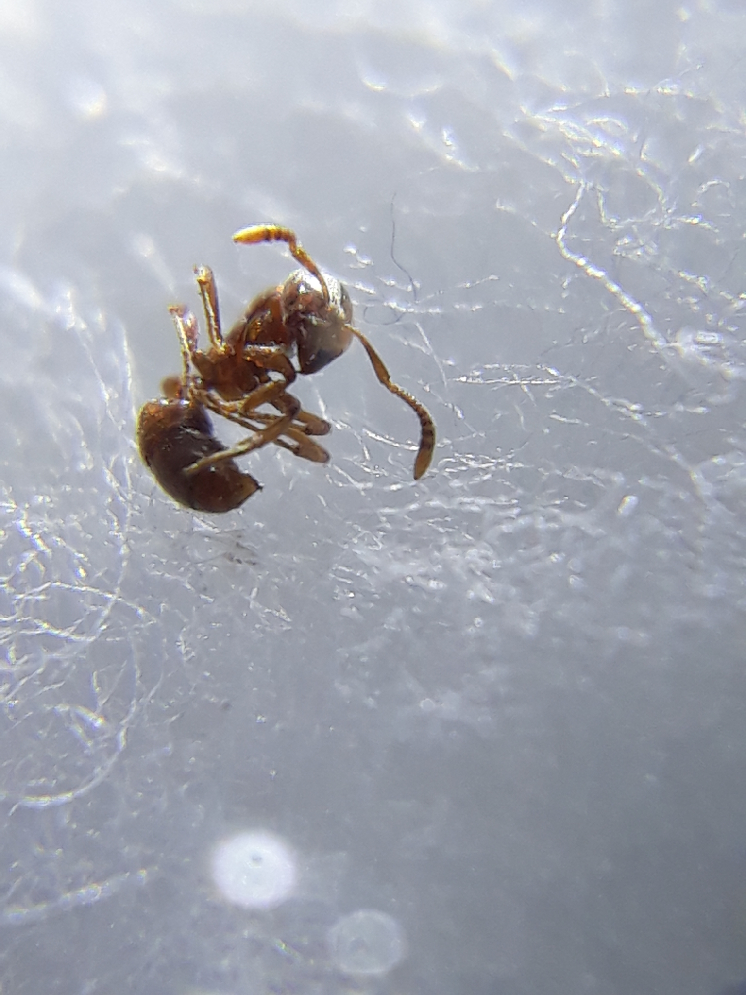 Hypoponera schmidti