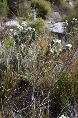 Phylica strigosa
