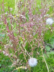 Sonchus tenerrimus