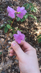 Rhododendron mucronulatum