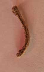 Peribatodes rhomboidaria