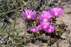 Trichodiadema barbatum