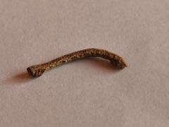Peribatodes rhomboidaria