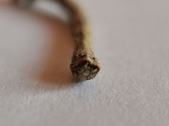 Peribatodes rhomboidaria