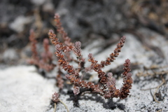 Crassula lanceolata lanceolata