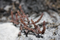 Crassula lanceolata lanceolata