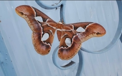 Rothschildia arethusa