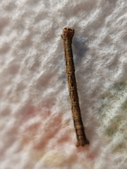 Peribatodes rhomboidaria