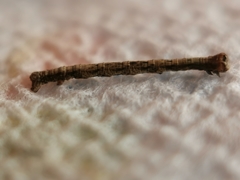 Peribatodes rhomboidaria