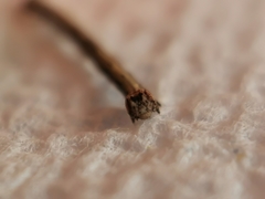 Peribatodes rhomboidaria