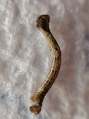 Peribatodes rhomboidaria